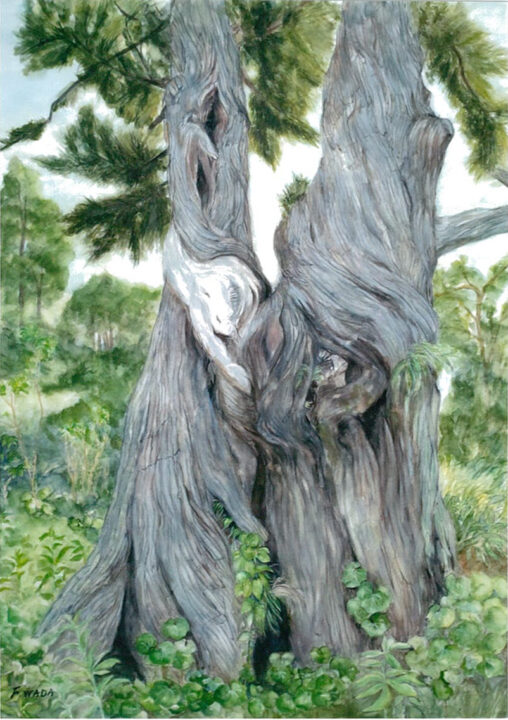 ビャクシン　水彩　2023