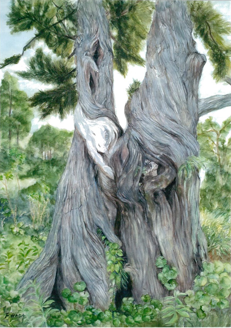 ビャクシン　水彩　2023